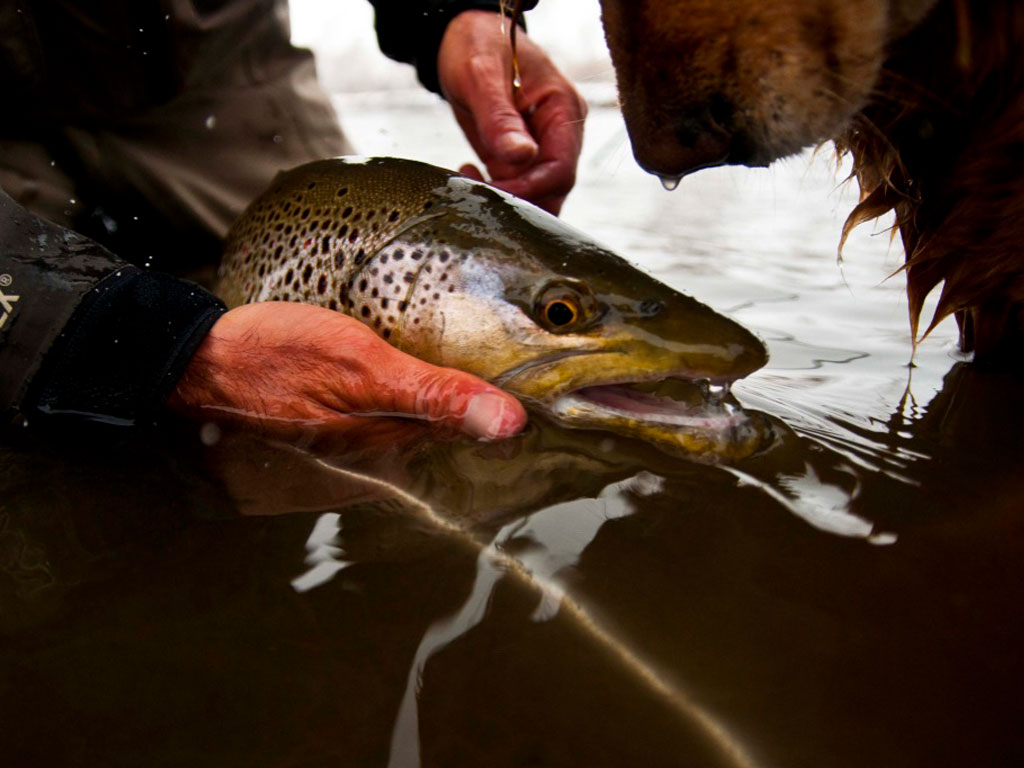 Southwest Montana Fly Fishing. Outfitter, Guide Services, Fly Fishing, Bozeman, Montana